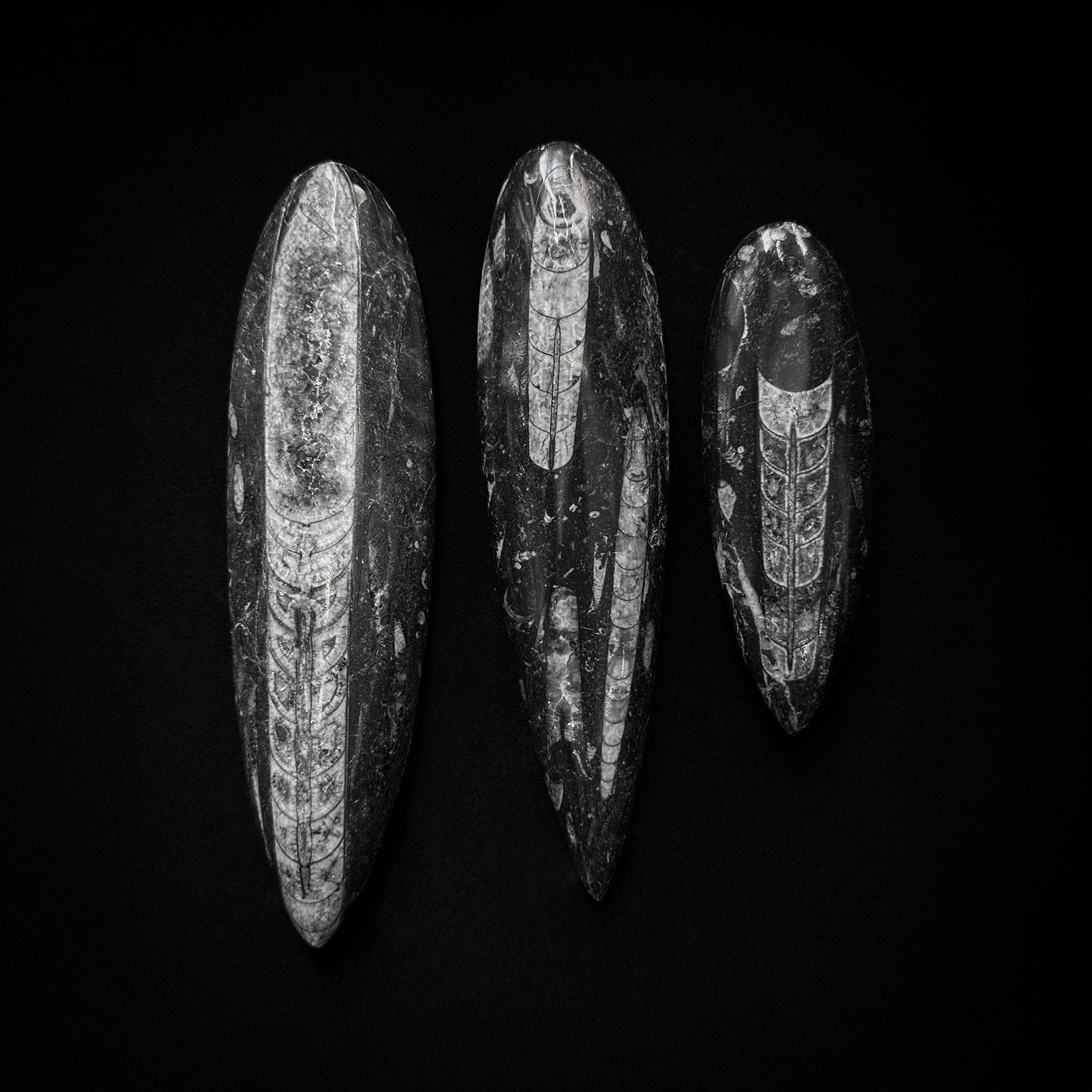 Grand orthocère fossile