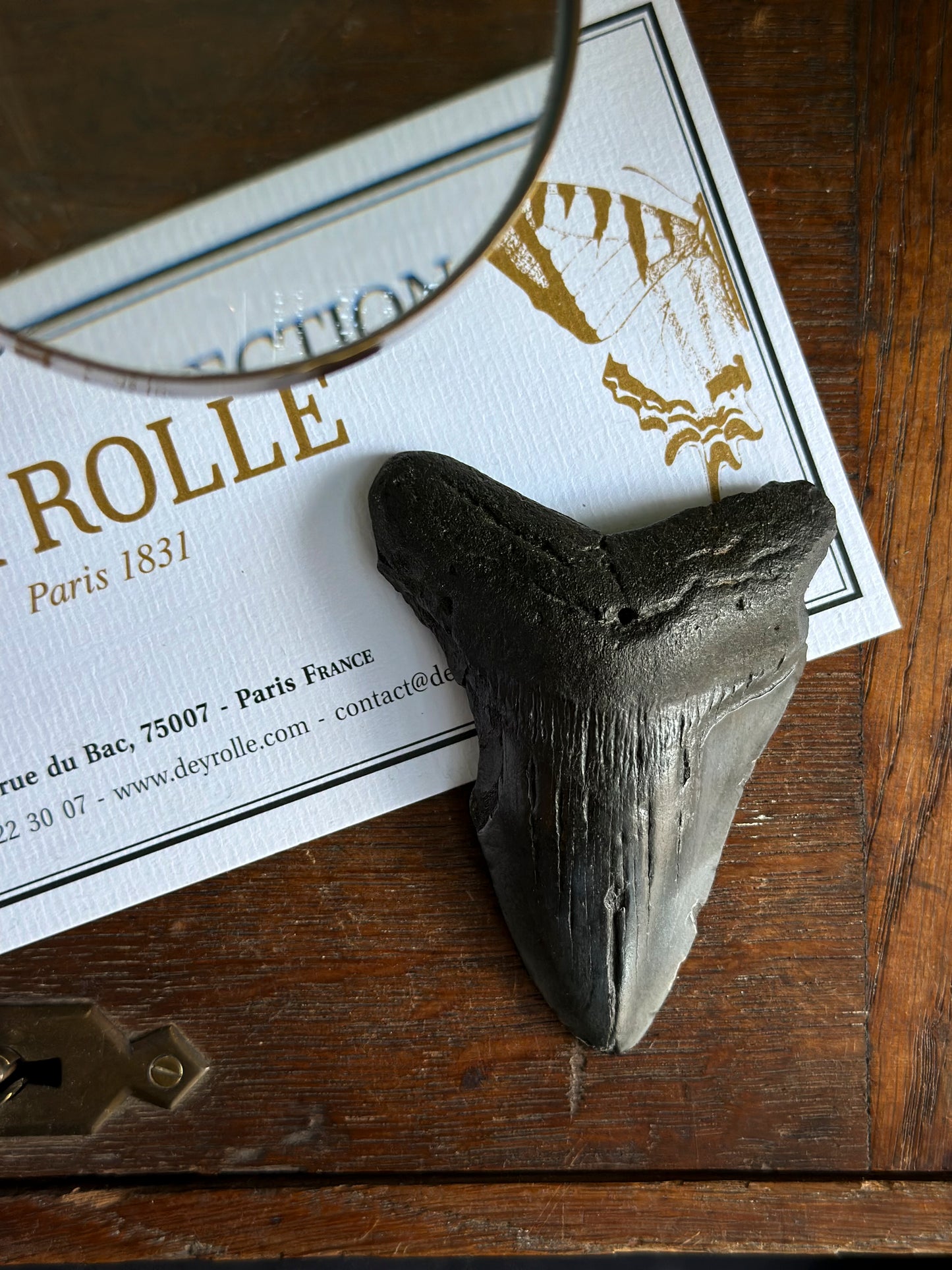 Dent de Carcharocles megalodon Miocene