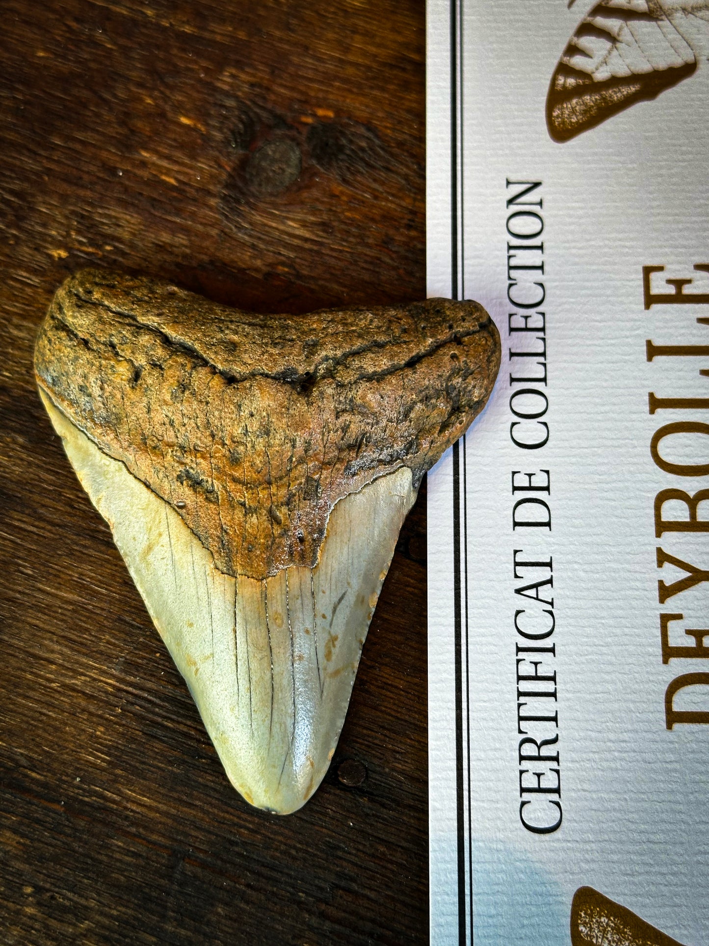 Dent de Mégalodon du Miocène beige