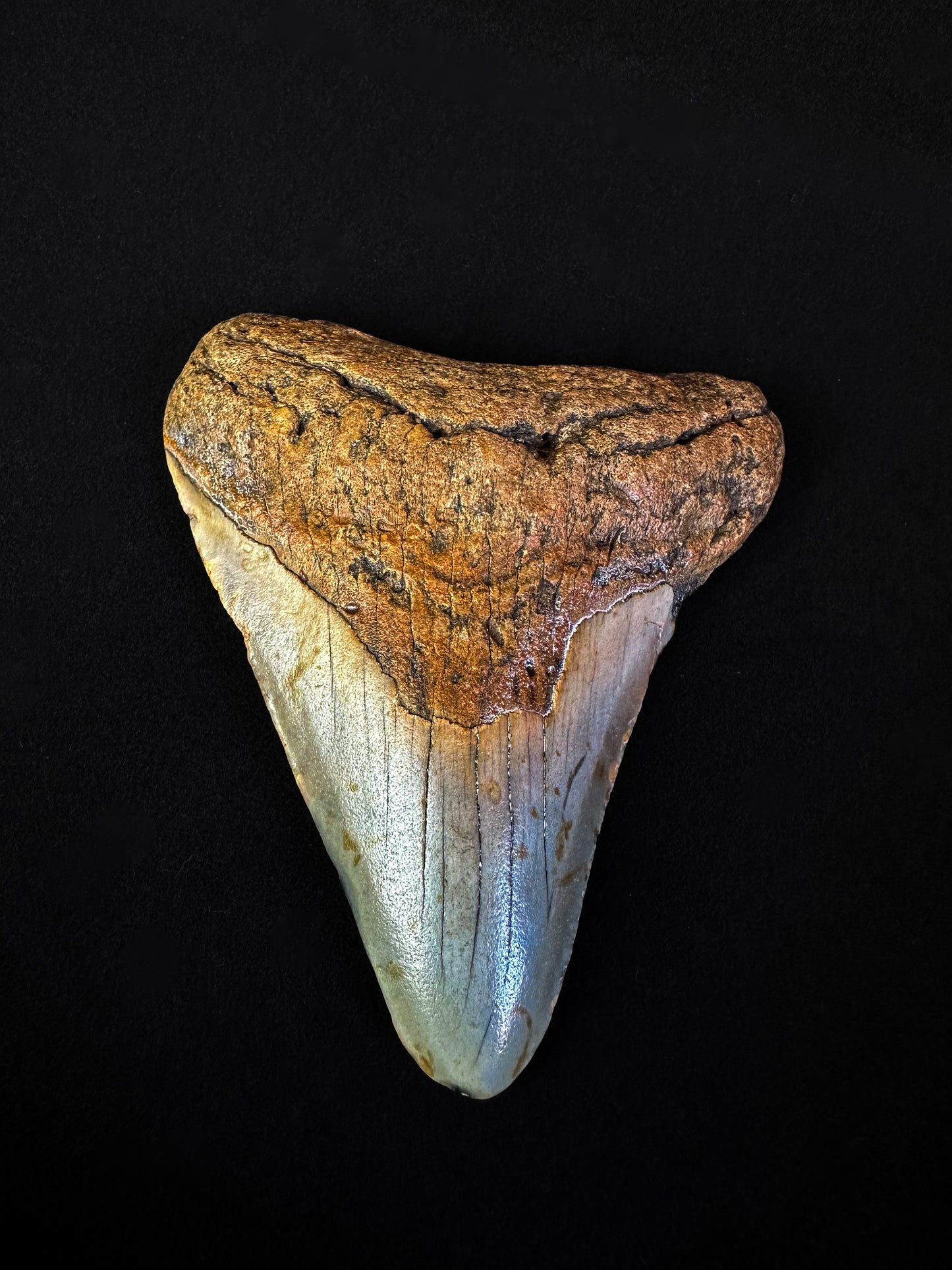 Dent de Mégalodon du Miocène beige