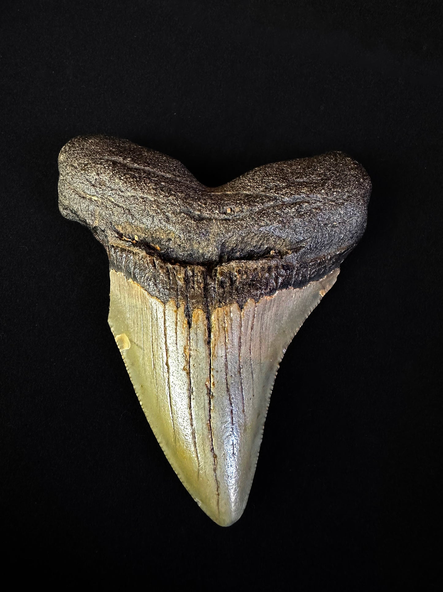 Dent de Mégalodon du Miocène noire