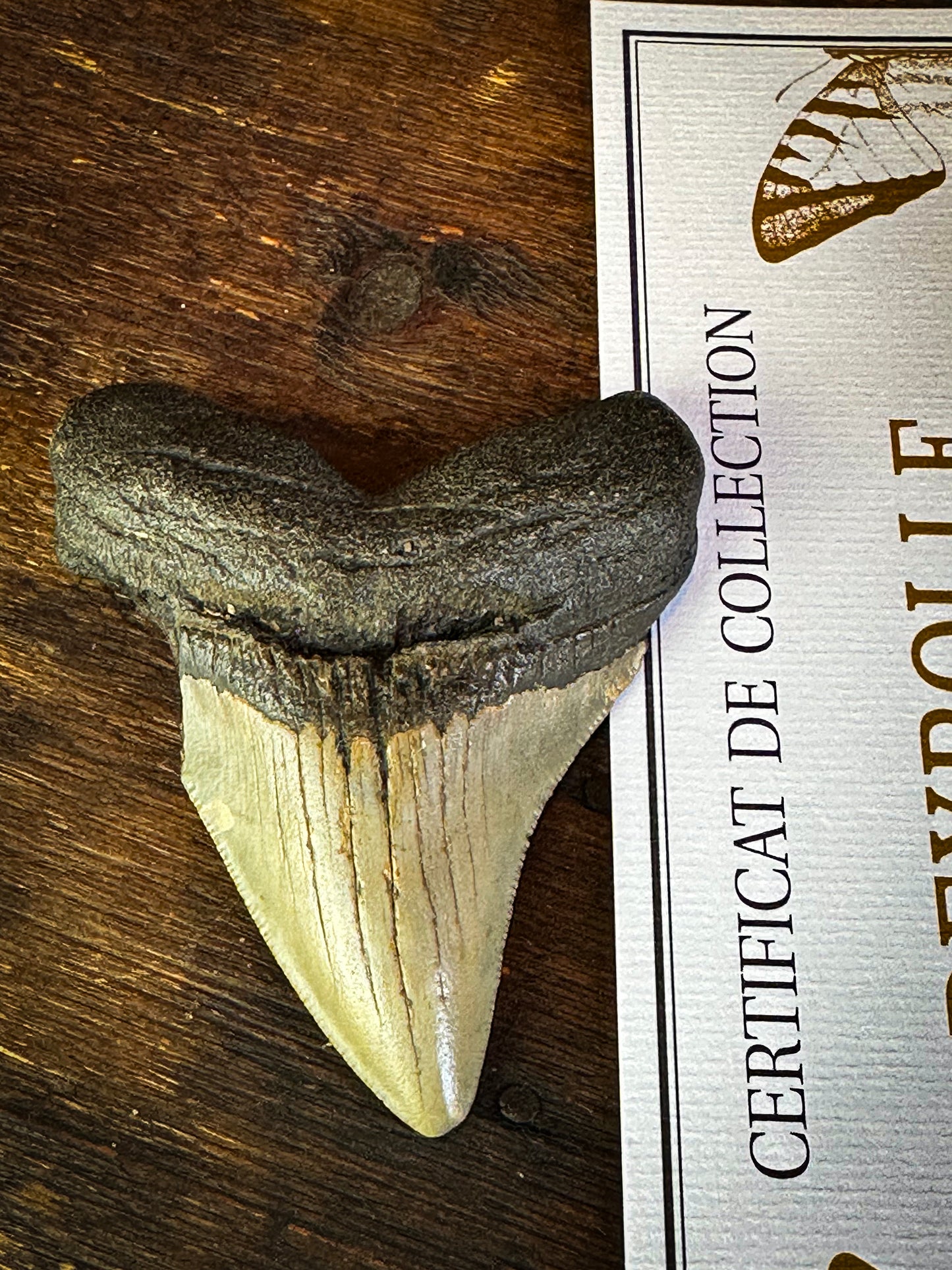 Dent de Mégalodon du Miocène noire