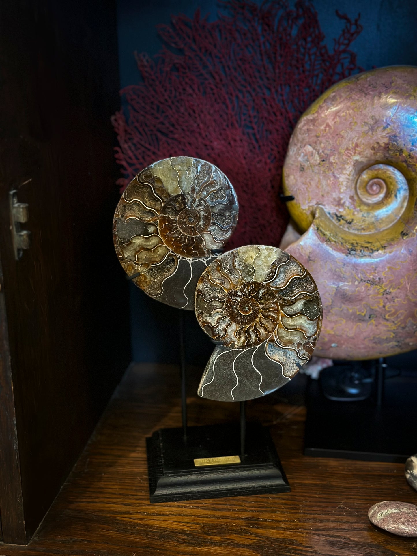 Sawn ammonite