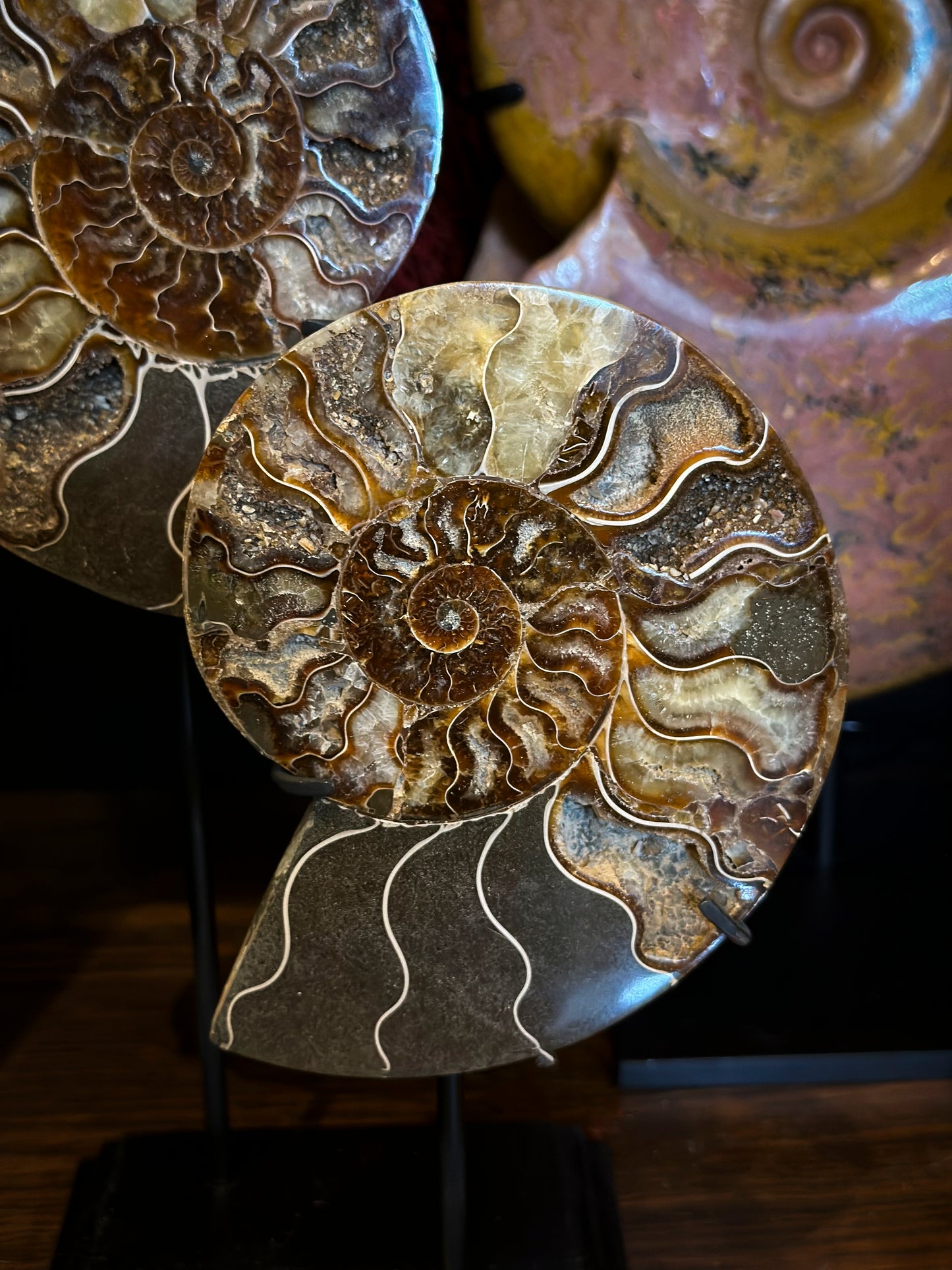 Sawn ammonite