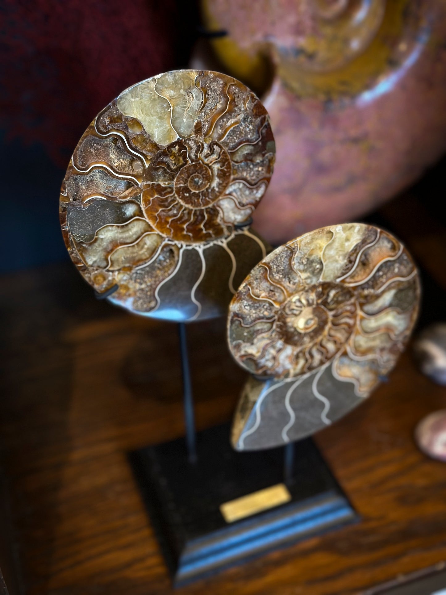 Sawn ammonite
