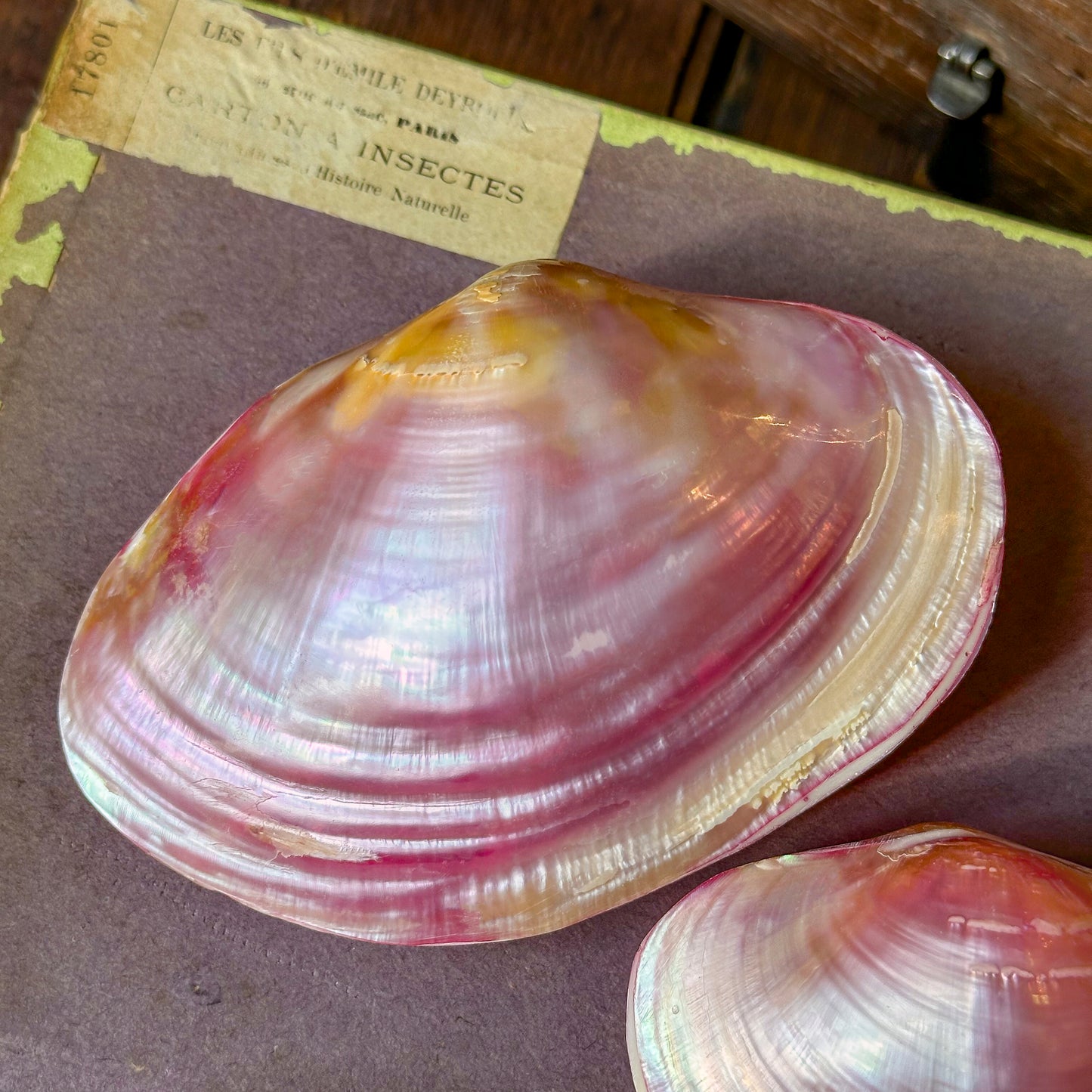 Bivalve rose Anodonta anatina