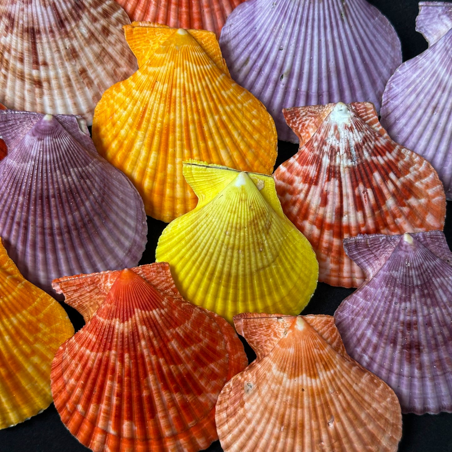 Pecten nobilis