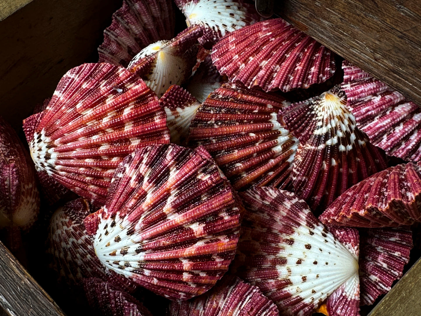 Pecten pallium