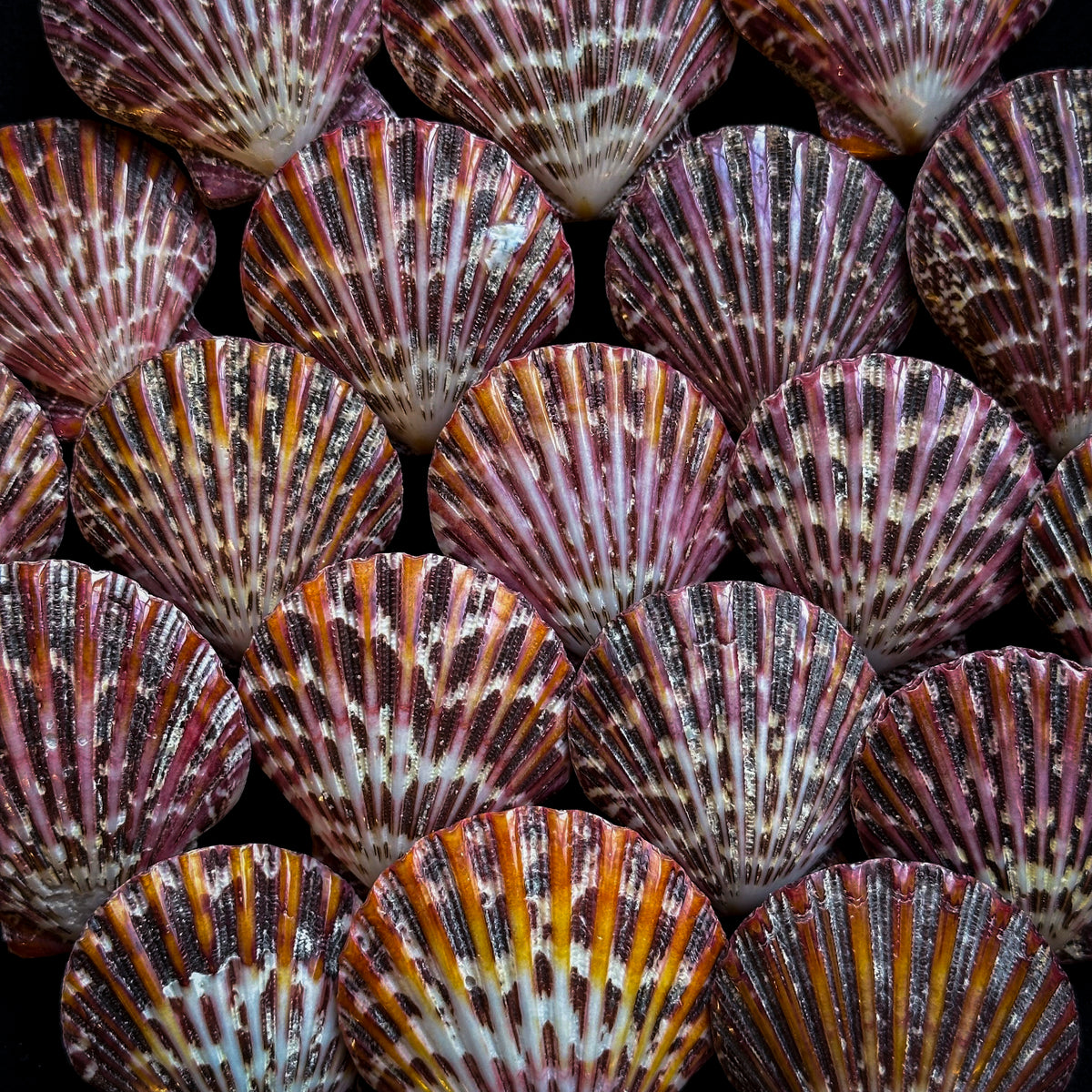 Pecten pallium poli