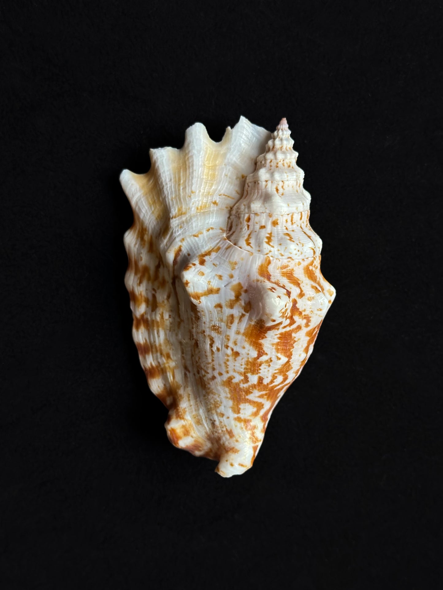 Strombus sinuatus