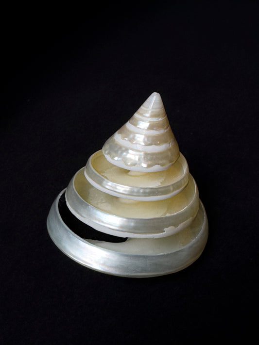 Spiral-shaped nacreous trochus