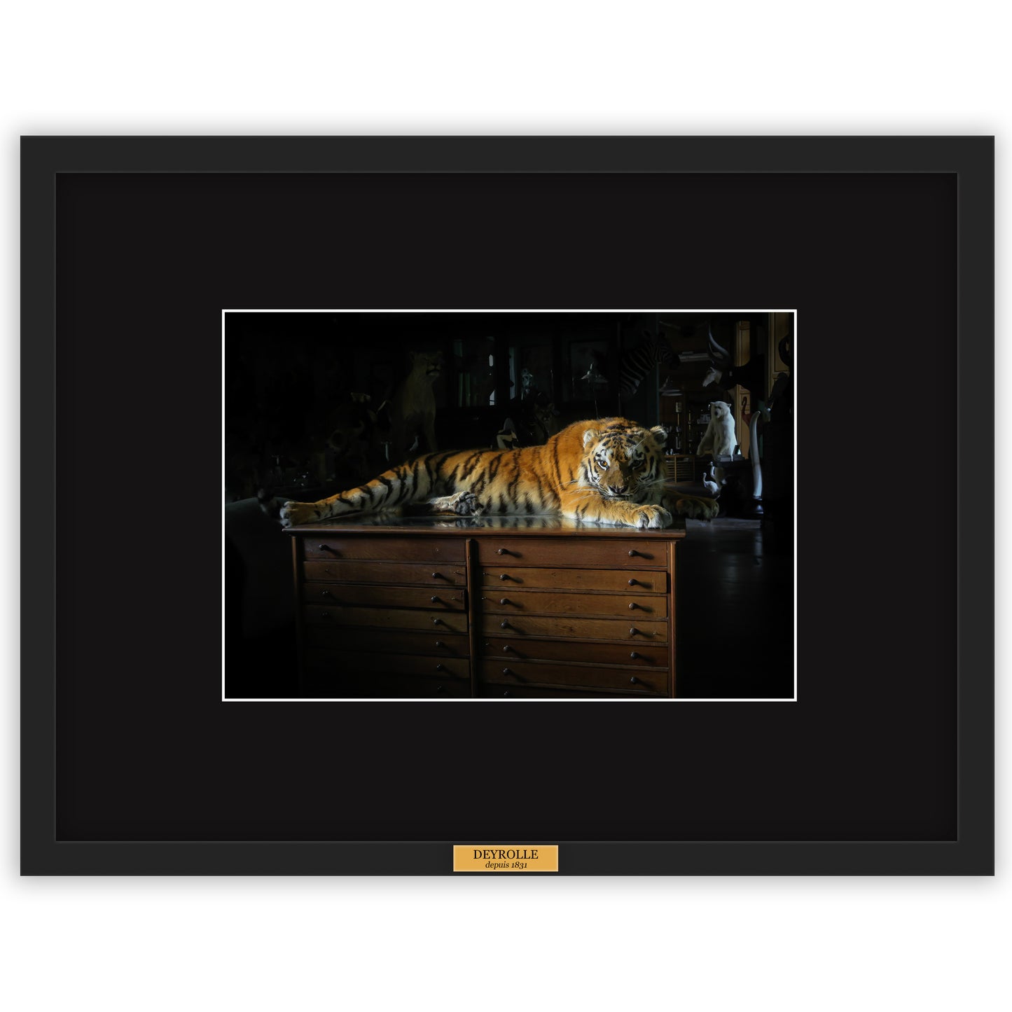 Photo "Tigre de Sibérie"