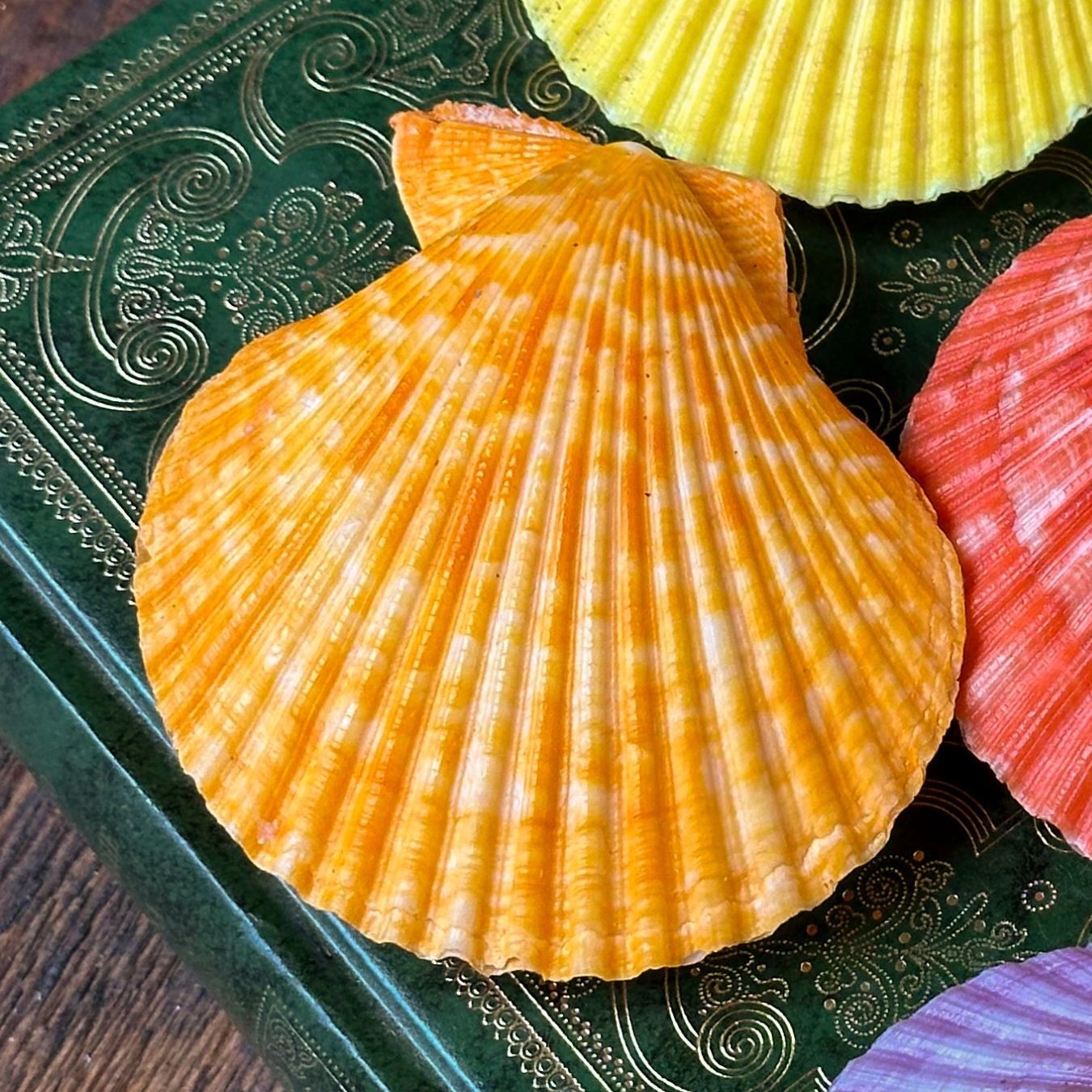 Pecten nobilis