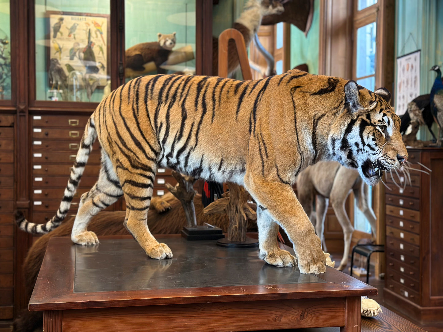 Tigresse en marche (Panthera tigris)