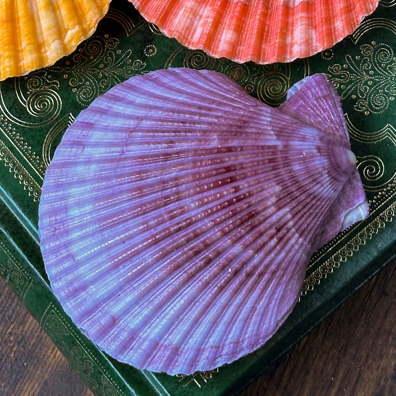Pecten nobilis