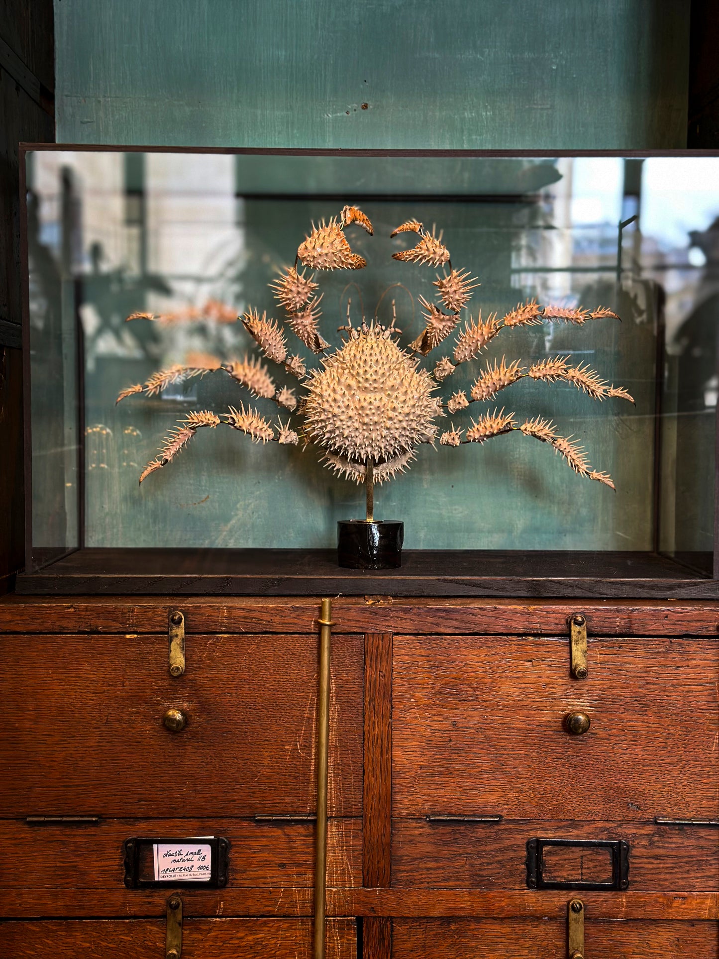 Crabe épineux du Japon