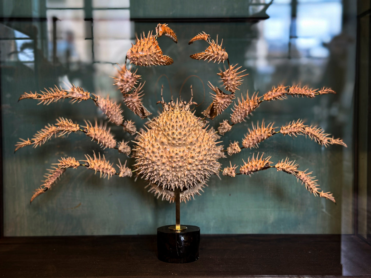 Crabe épineux du Japon