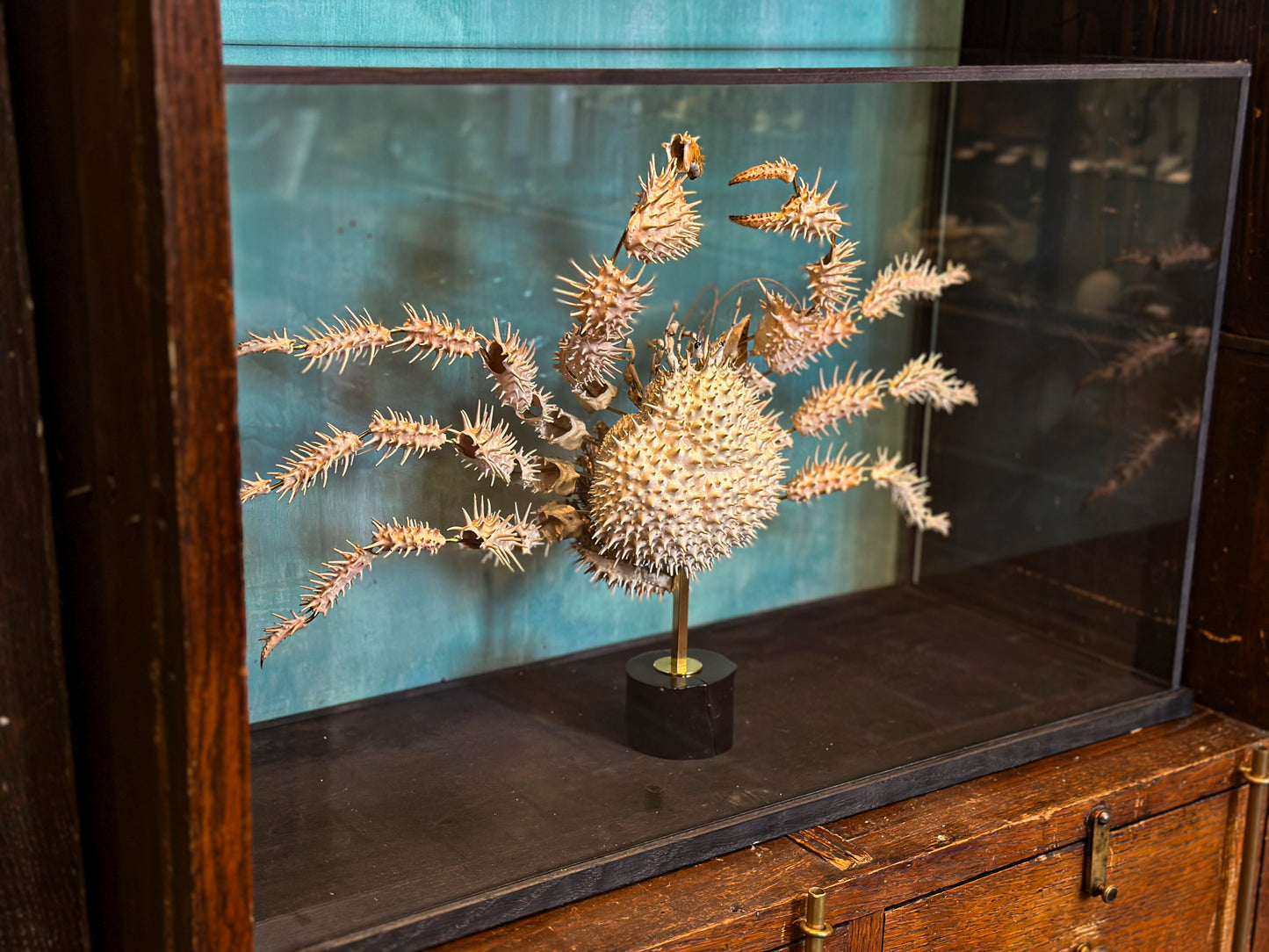 Crabe épineux du Japon
