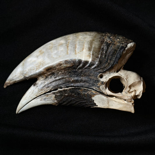 Male Hornbill Skull