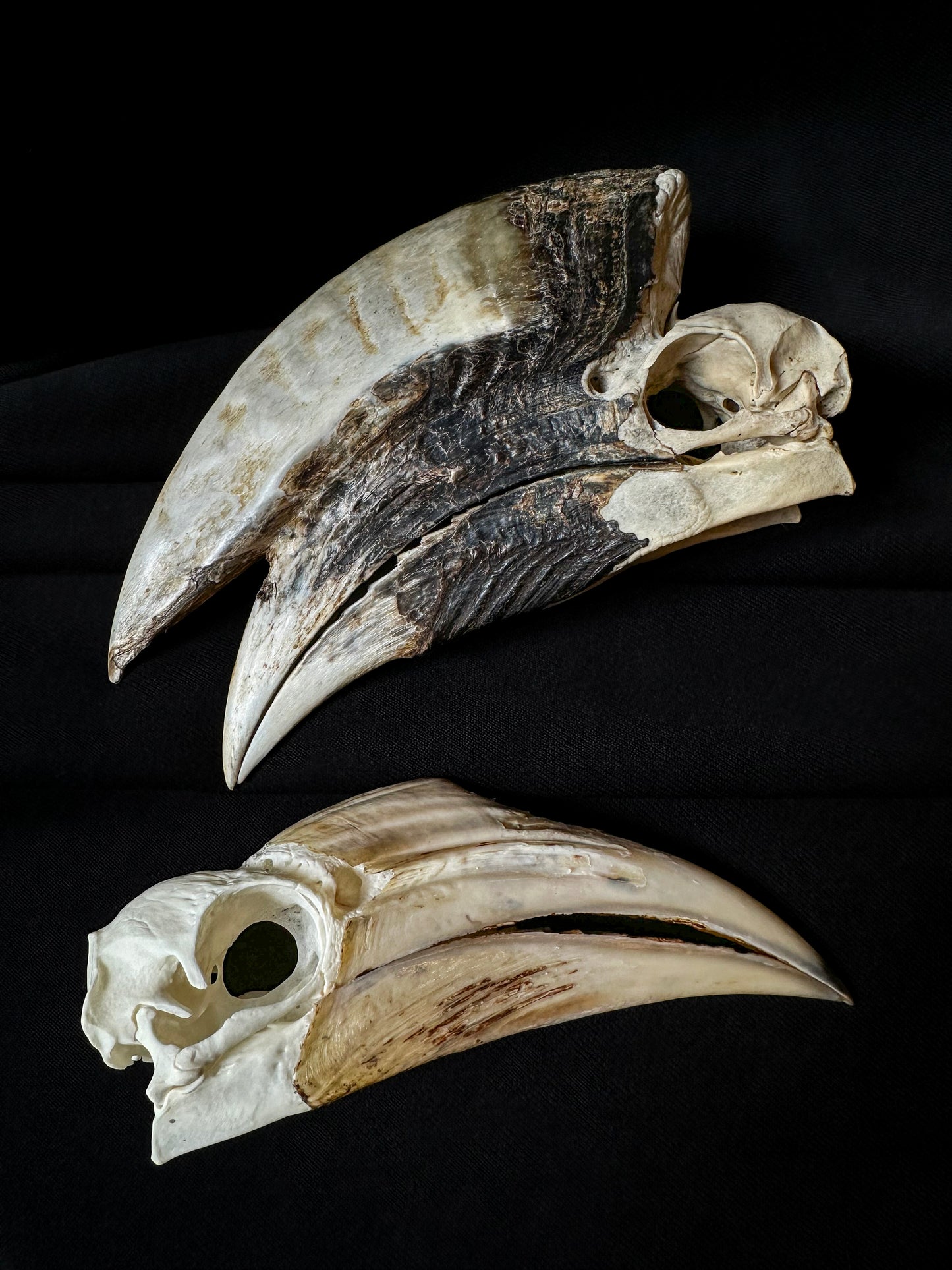 Hornbill Skull
