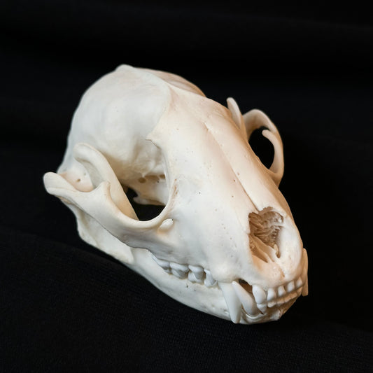 Common raccoon skull