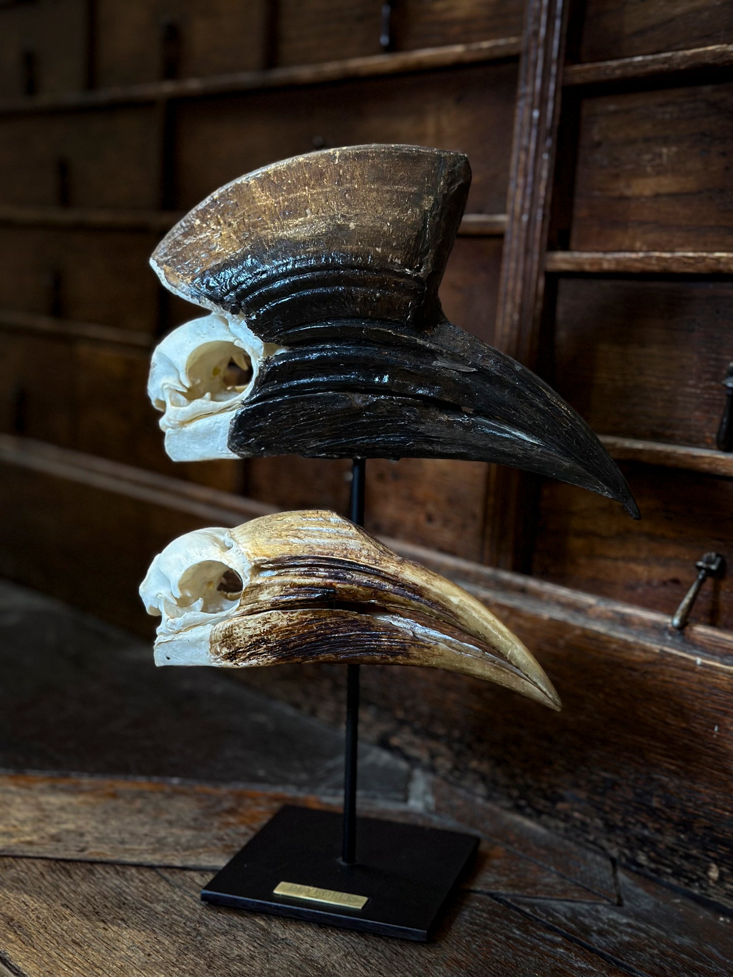 Duo de crâne de Calao à casque noir