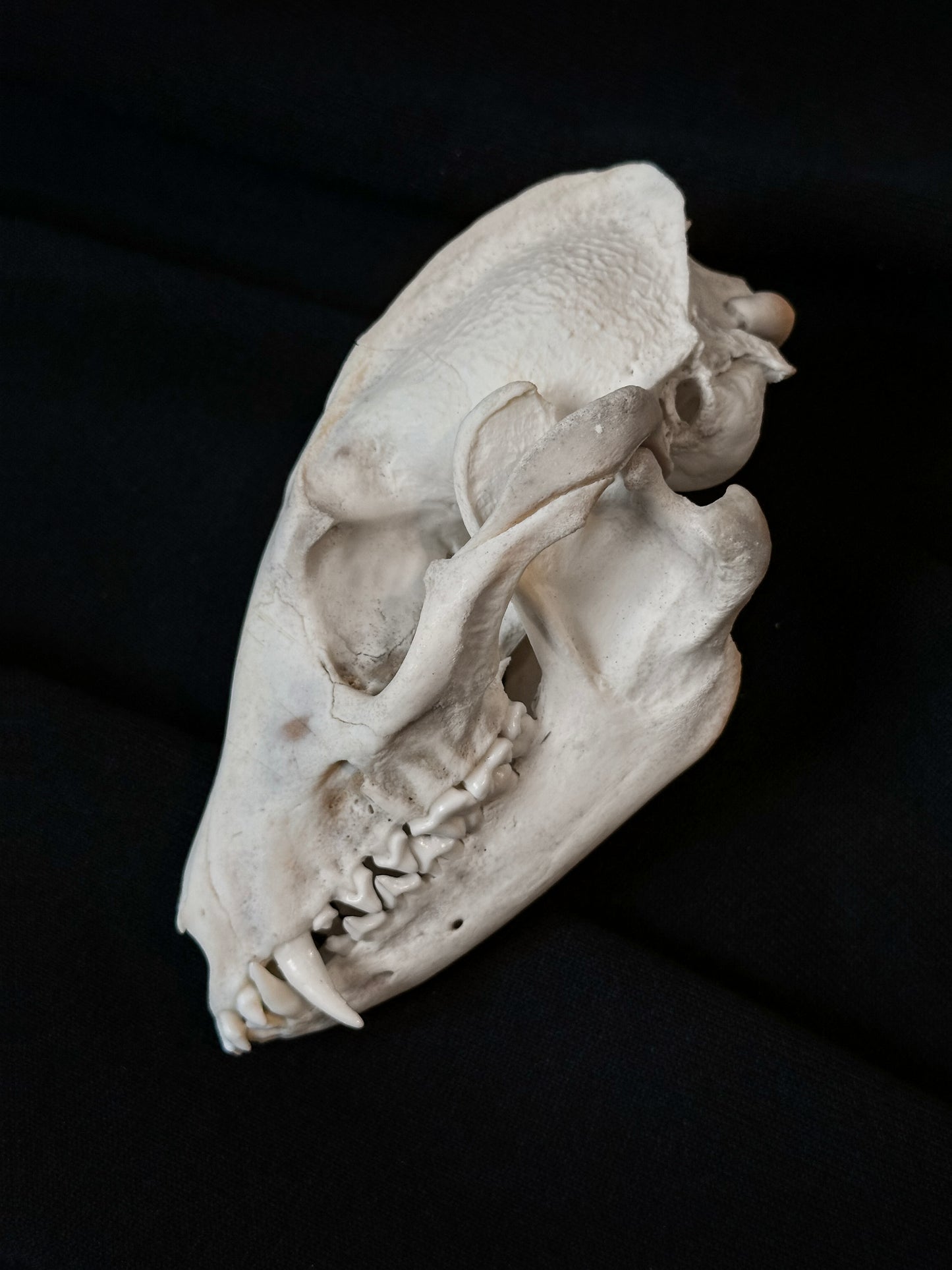 Raccoon dog skull
