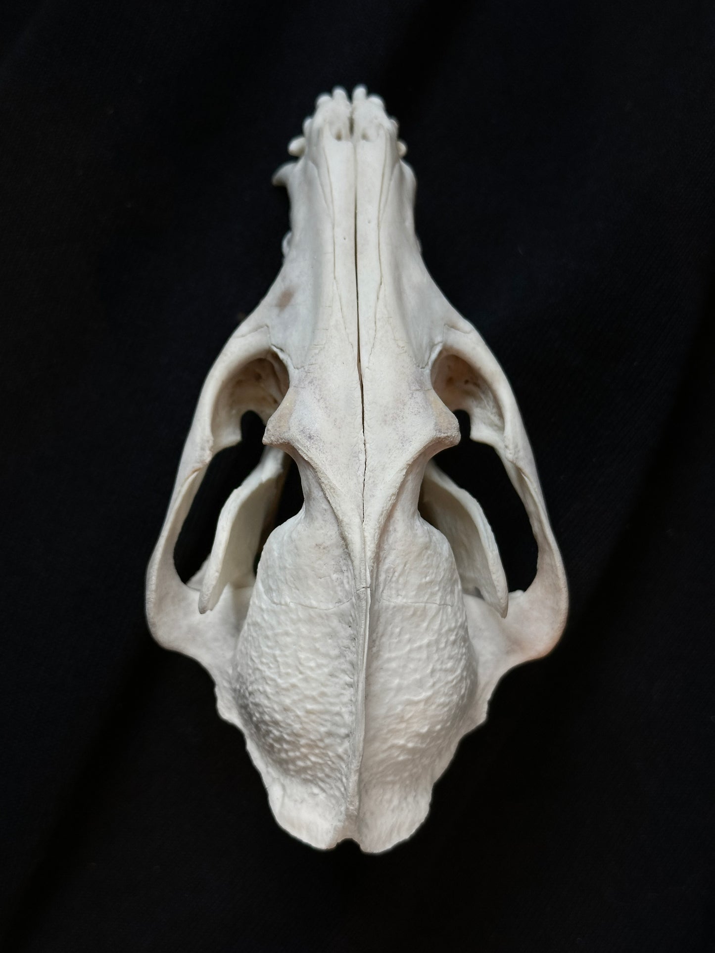 Raccoon dog skull