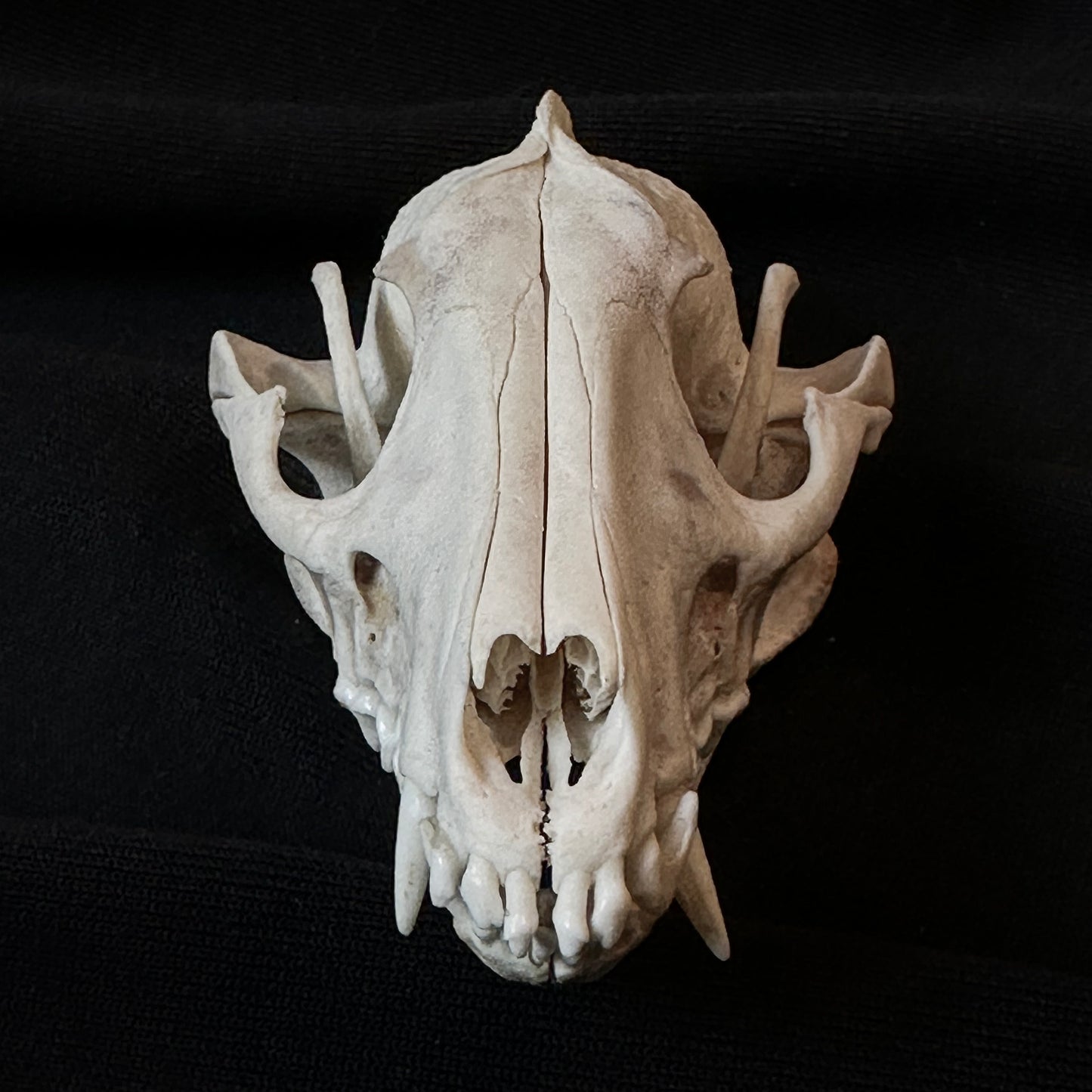 Raccoon dog skull