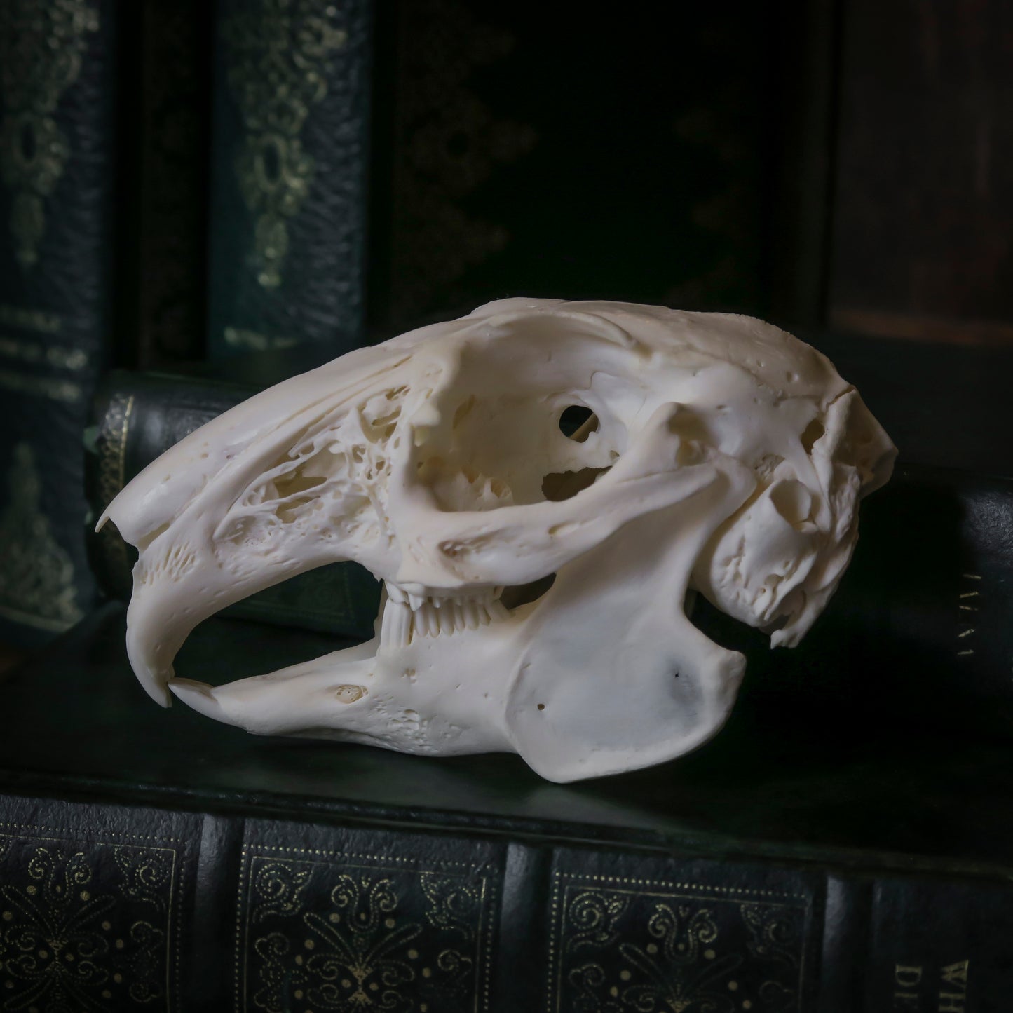 Rabbit skull