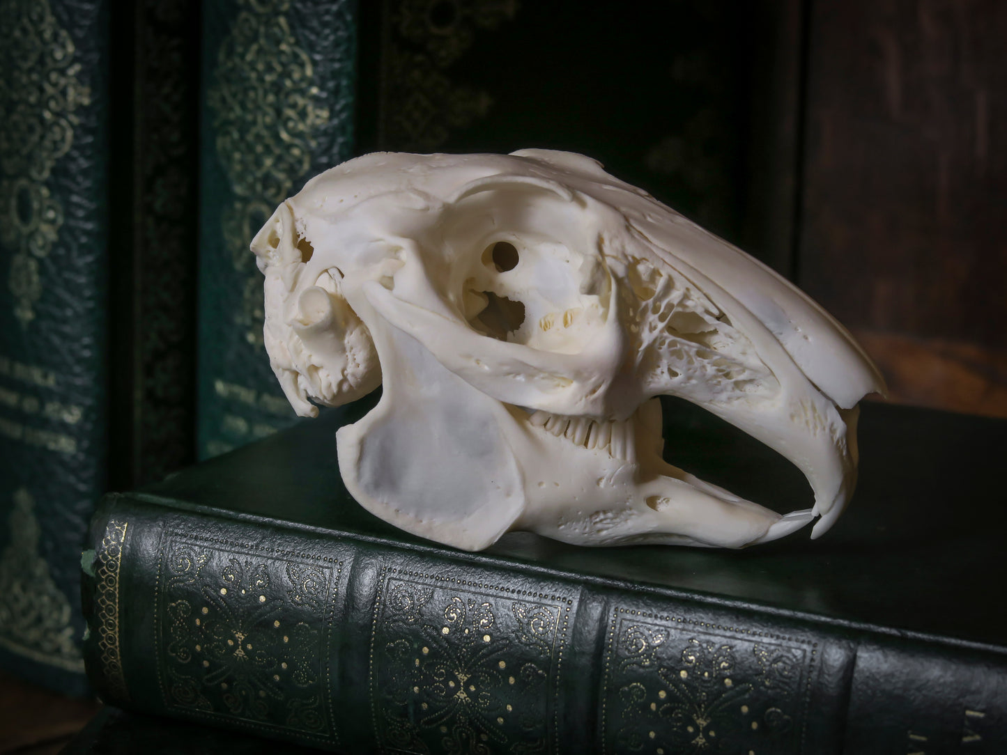 Rabbit skull