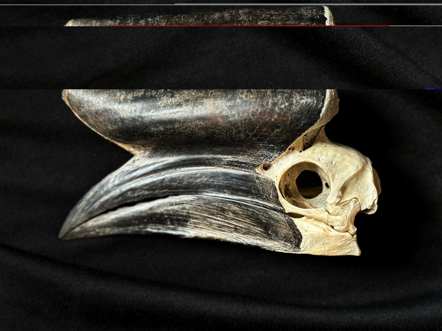 Hornbill Skull