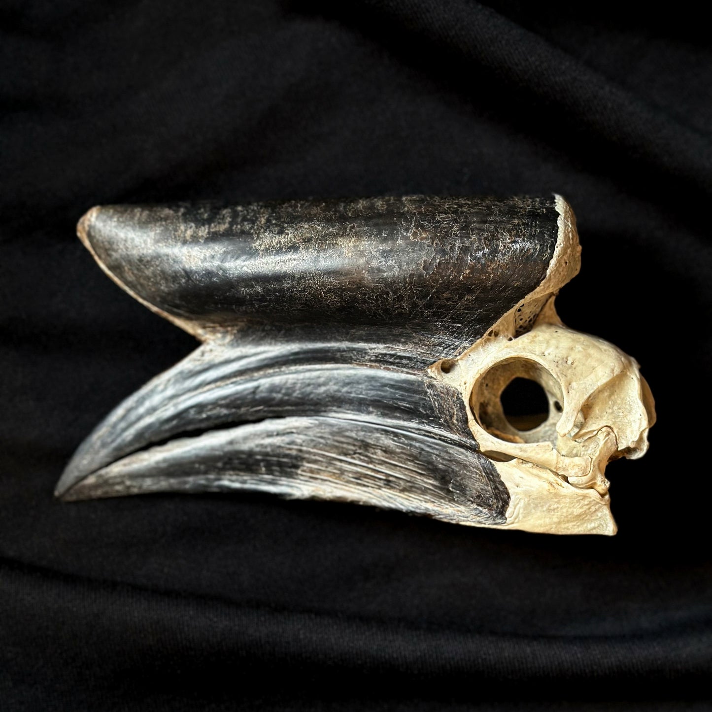 Hornbill Skull