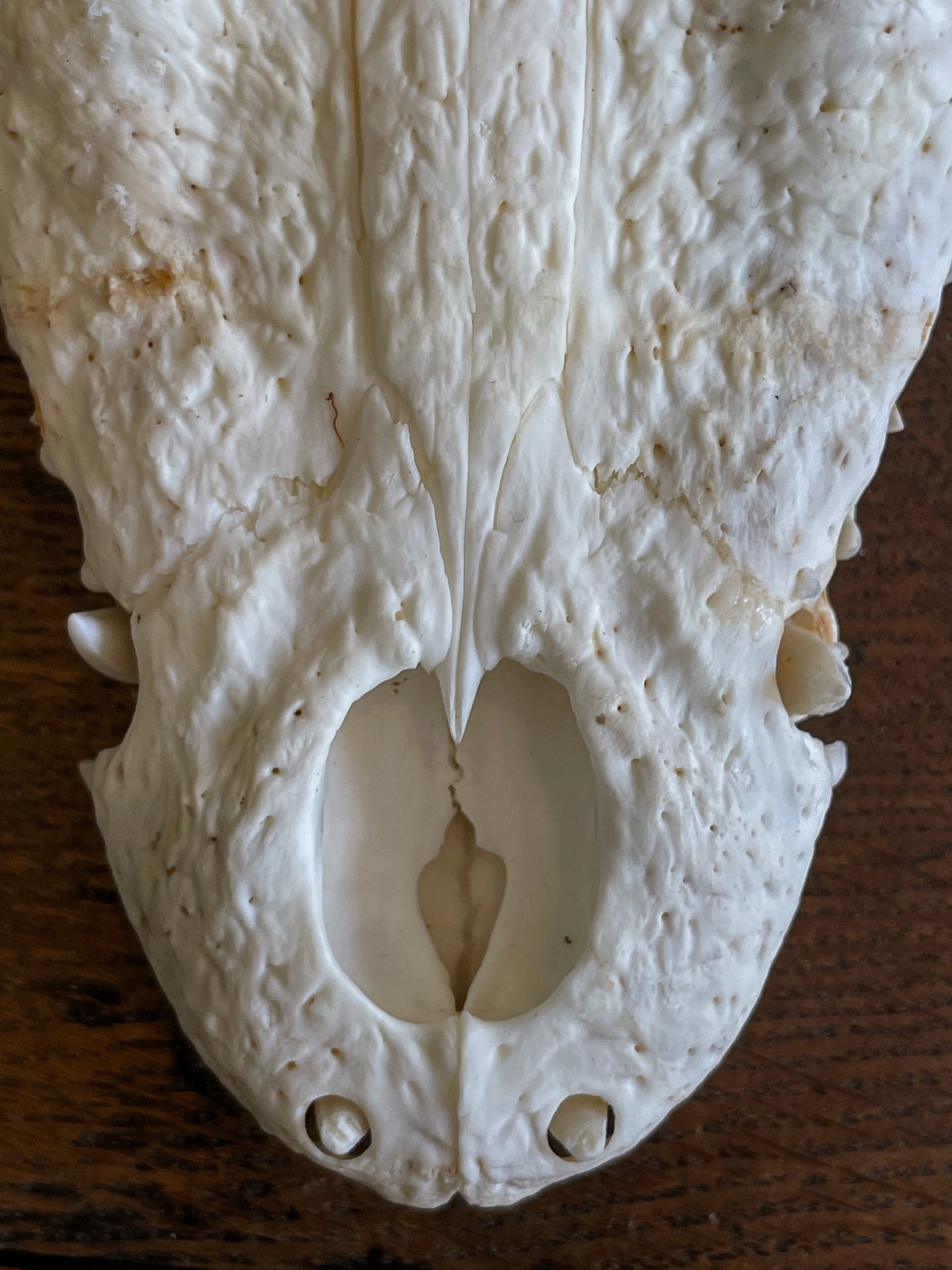 Siamese crocodile skull