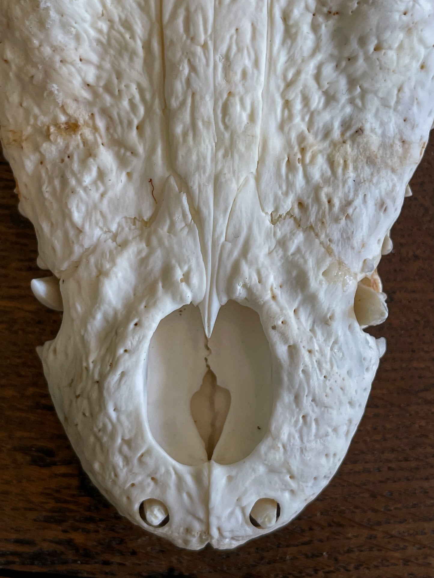 Crâne de crocodile de madagascar