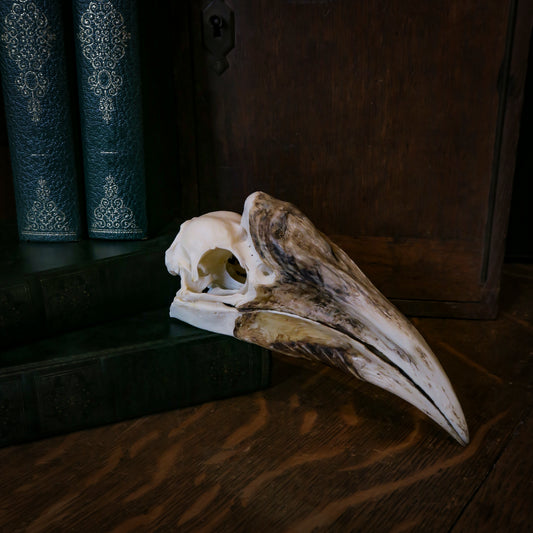 White-thighed hornbill skull