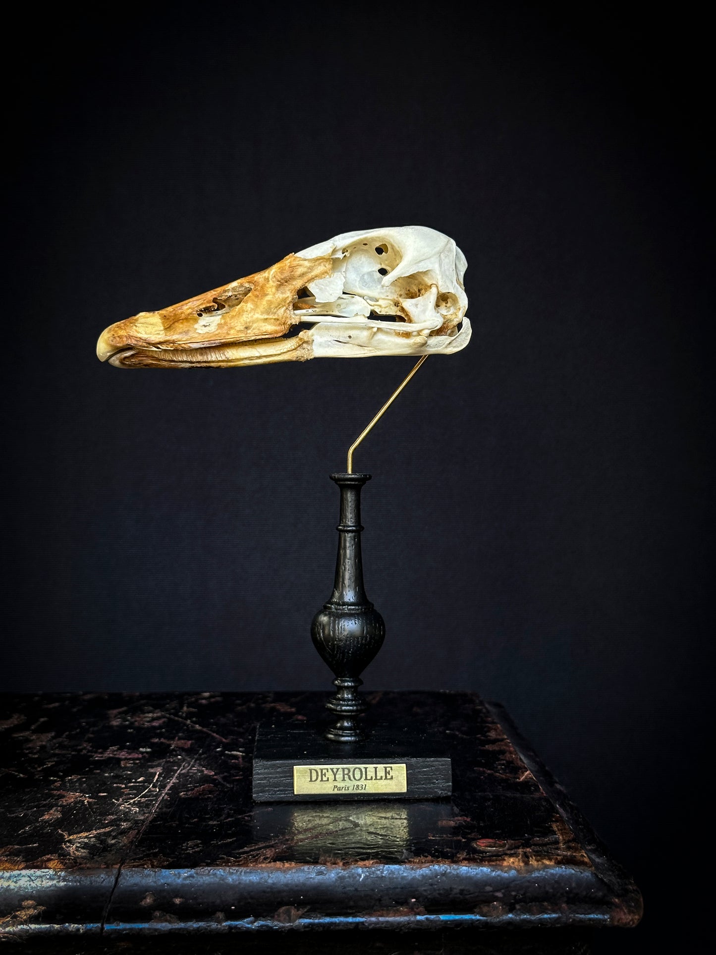 Black Swan Skull