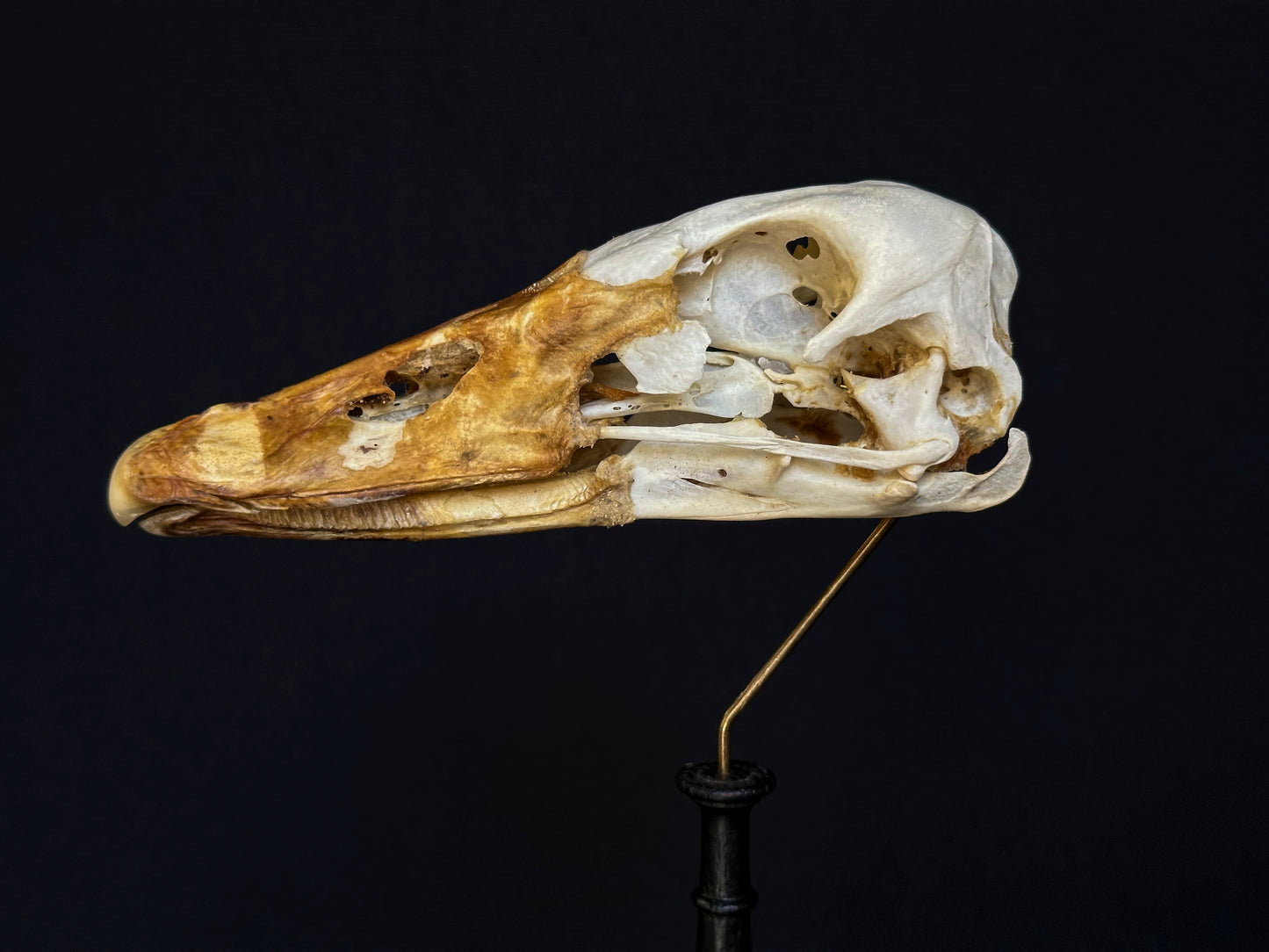Black Swan Skull