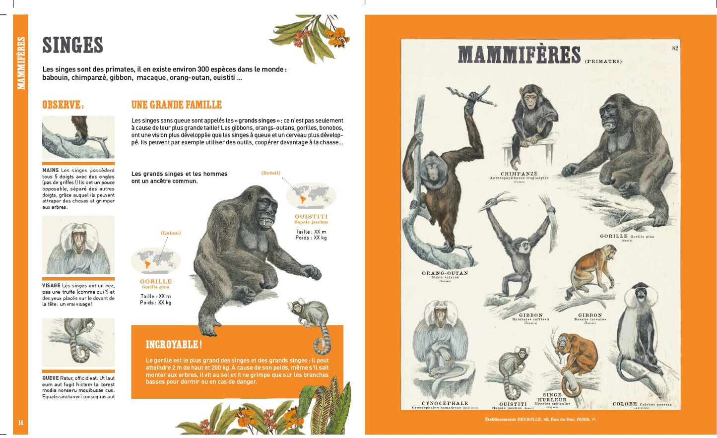 Mon grand livre d'animaux - DEYROLLE