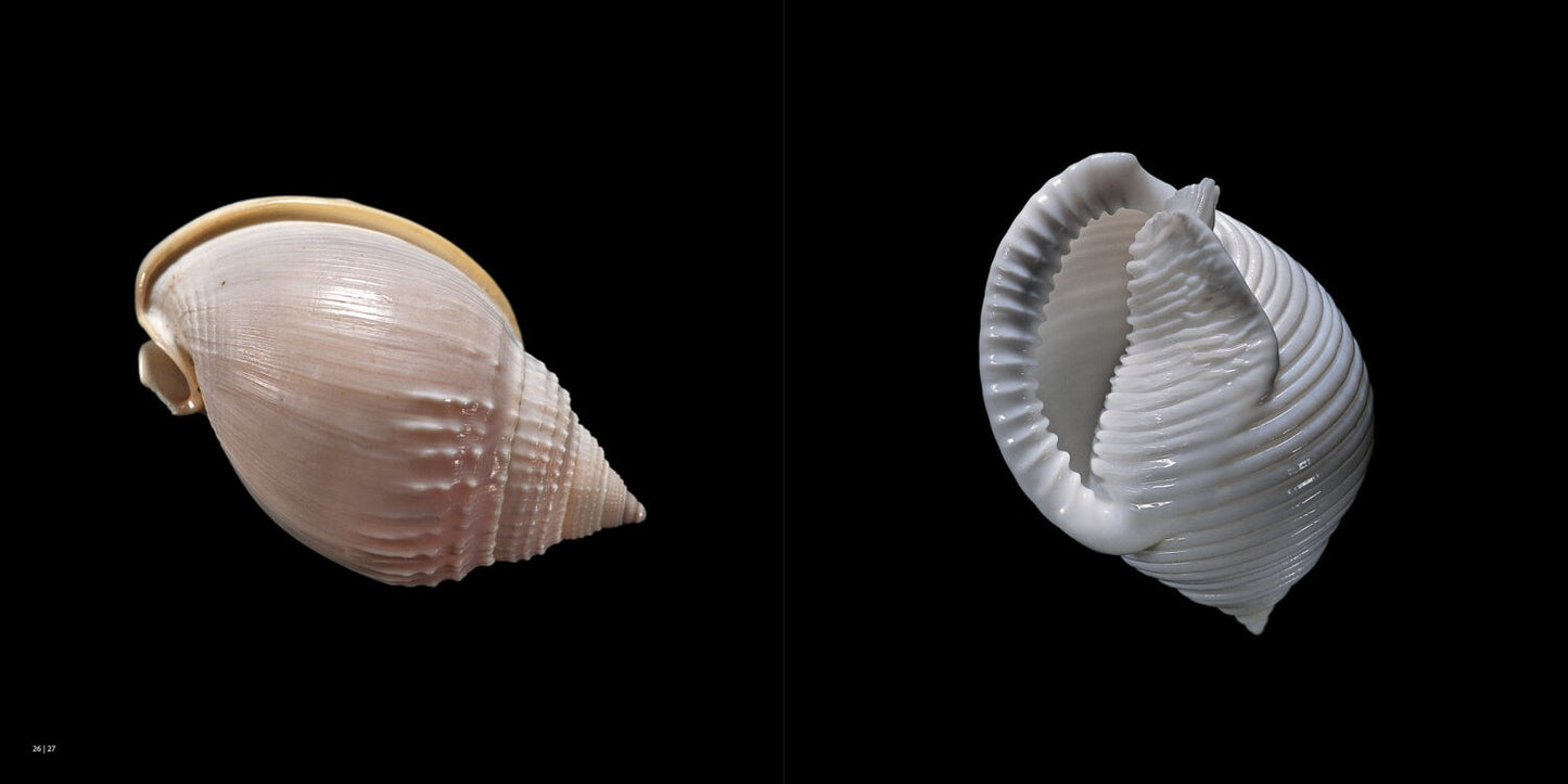 COQUILLAGES