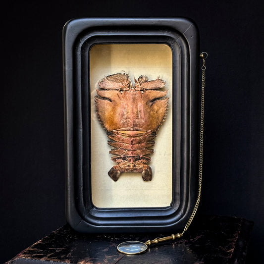 Slipper louse in observation frame