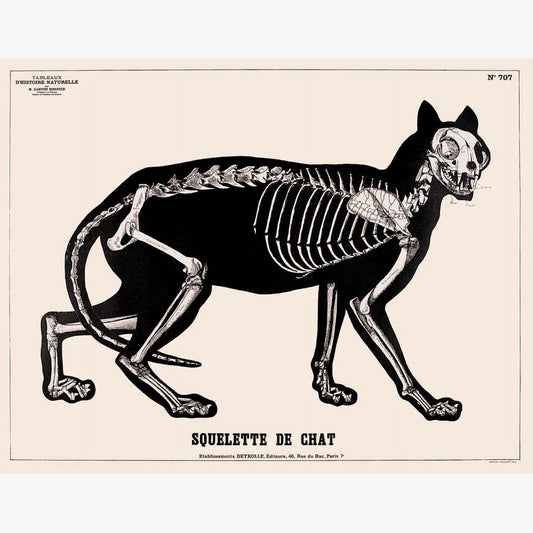 Cat Skeleton