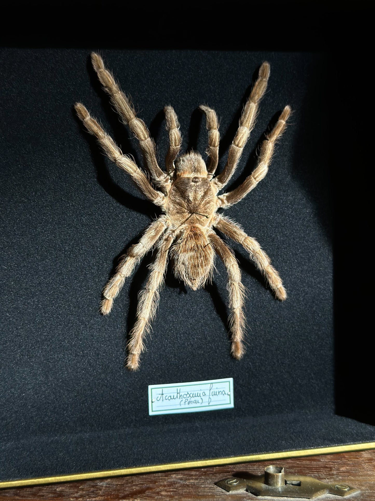Acanthoscurria ferina