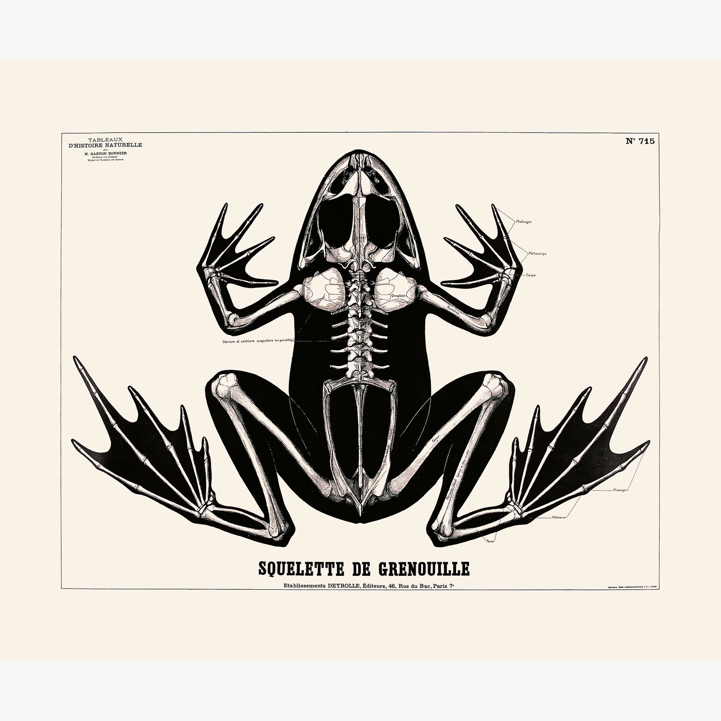 Squelette de grenouille