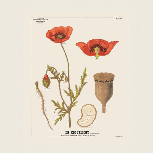 The Poppy