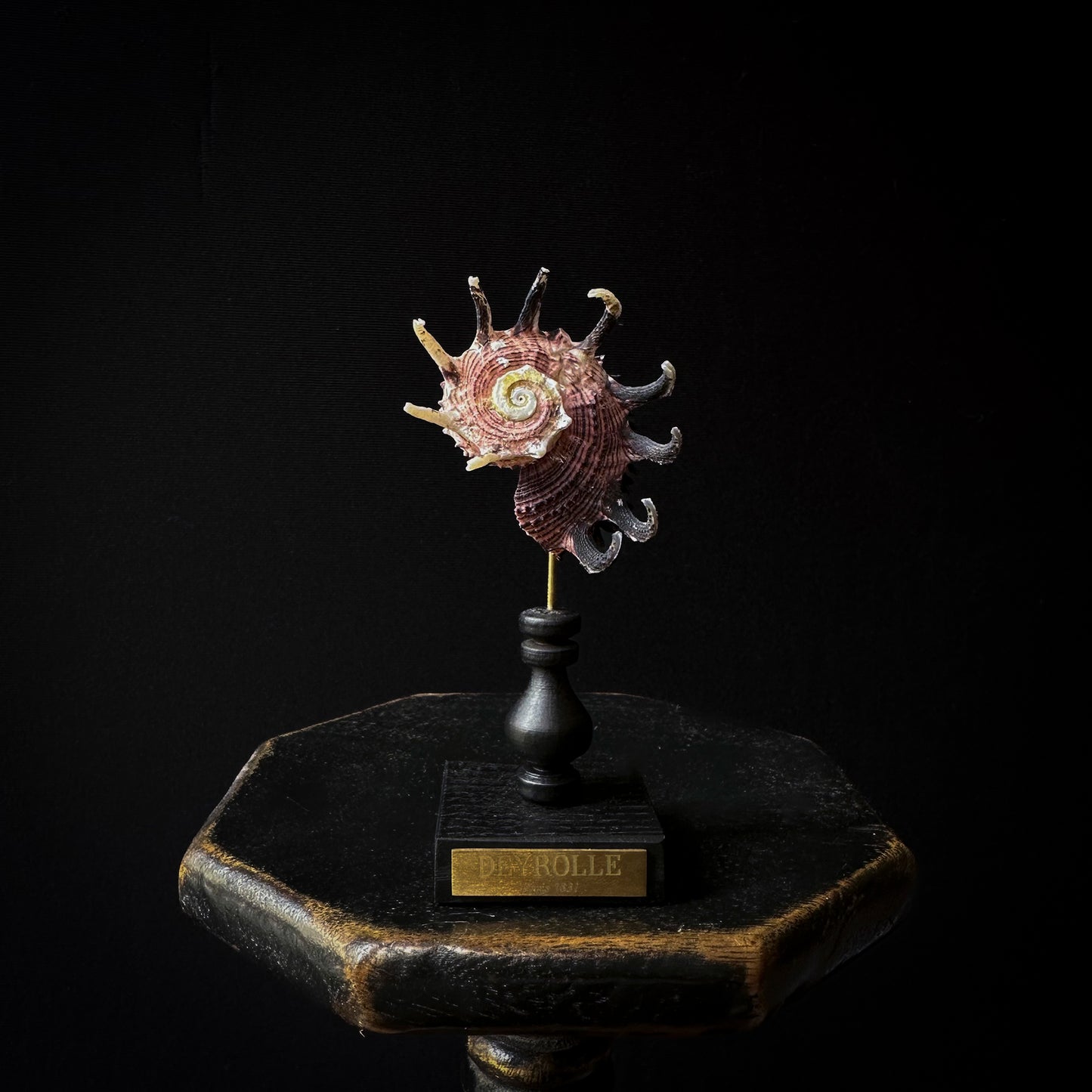 Angaria imperialis mounted on turned base