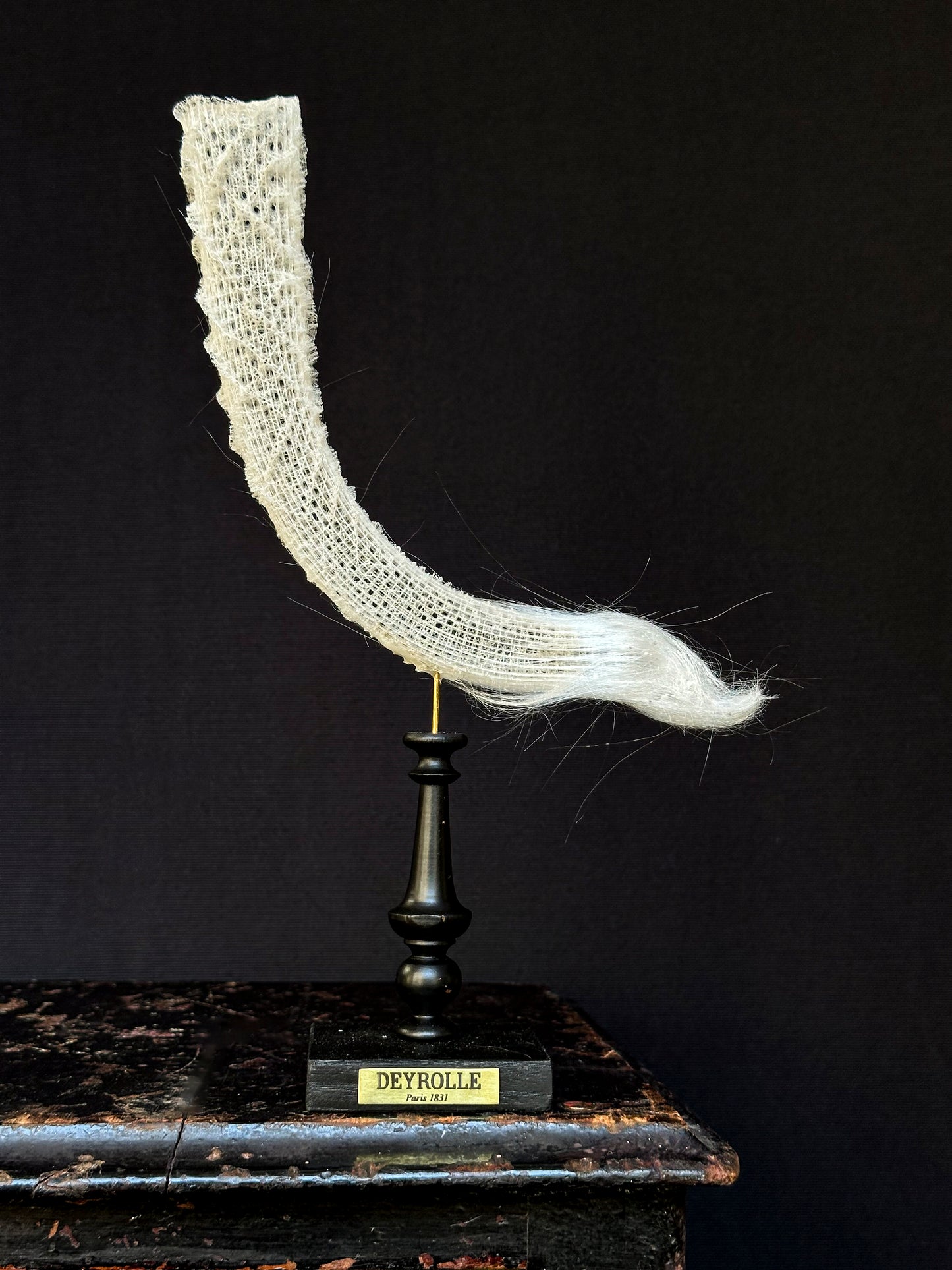 Siliceous sponge on turned wooden base