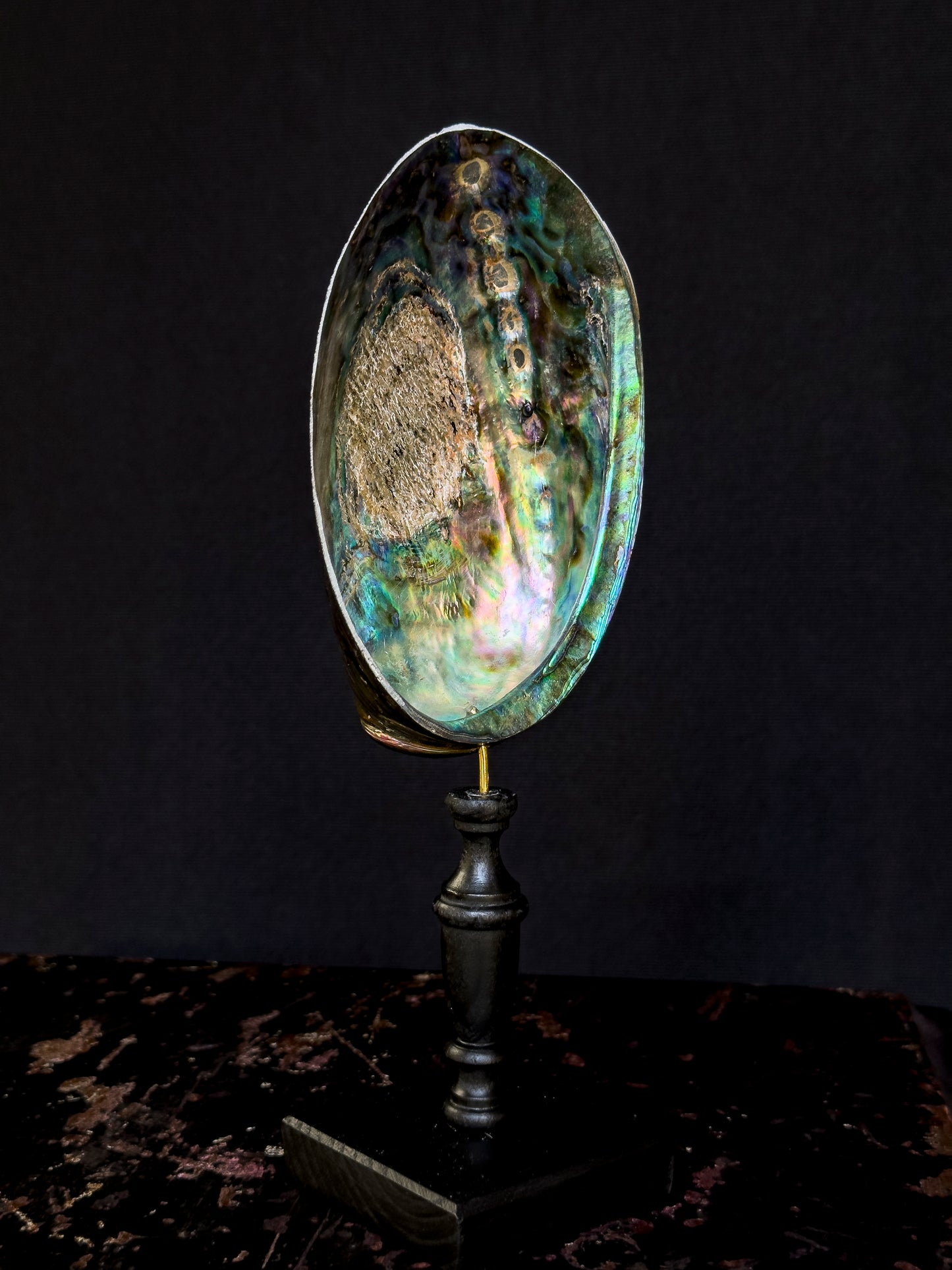 Haliotis Iris paua on turned wooden base