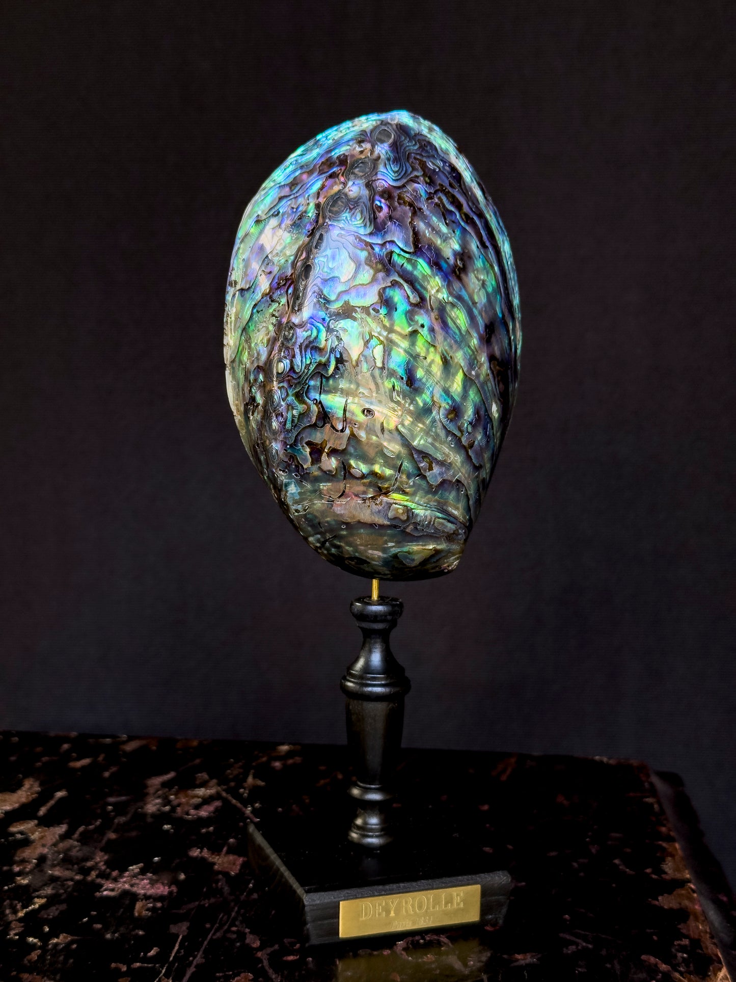Haliotis Iris paua on turned wooden base
