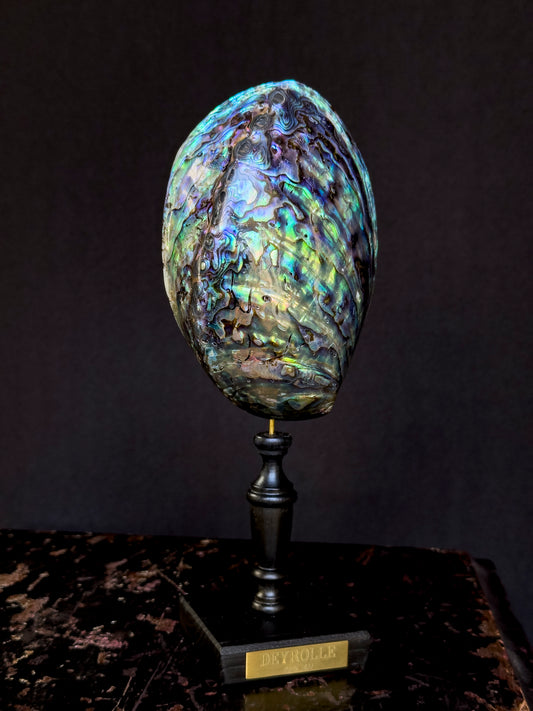 Haliotis Iris paua on turned wooden base